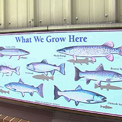 Thompson State Fish Hatchery