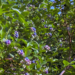 Tawas Blueberry Farm