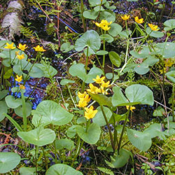 Wildflowers