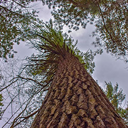 Red Pines Natural Area | Roscommon MI