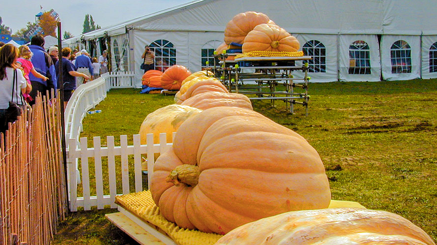 8019 Pumpkin Fest